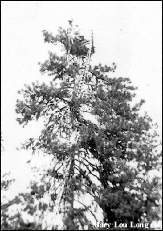 Original tree lookout