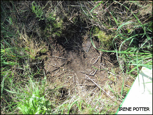 Piece of shingle and wood remnants