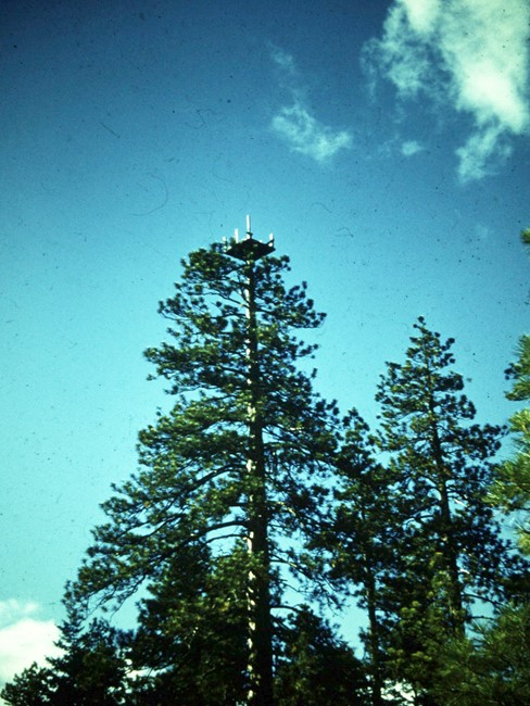 1959 Dennis Lynch photo