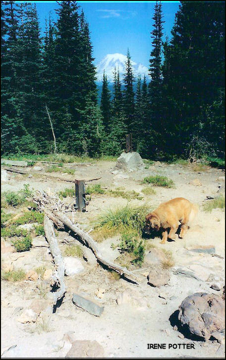 View of Mt. Rainier through the trees