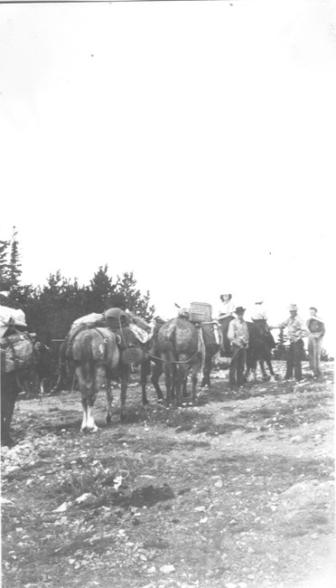 Mule team to access the tower in 1941 (photo from Mark Lutz)