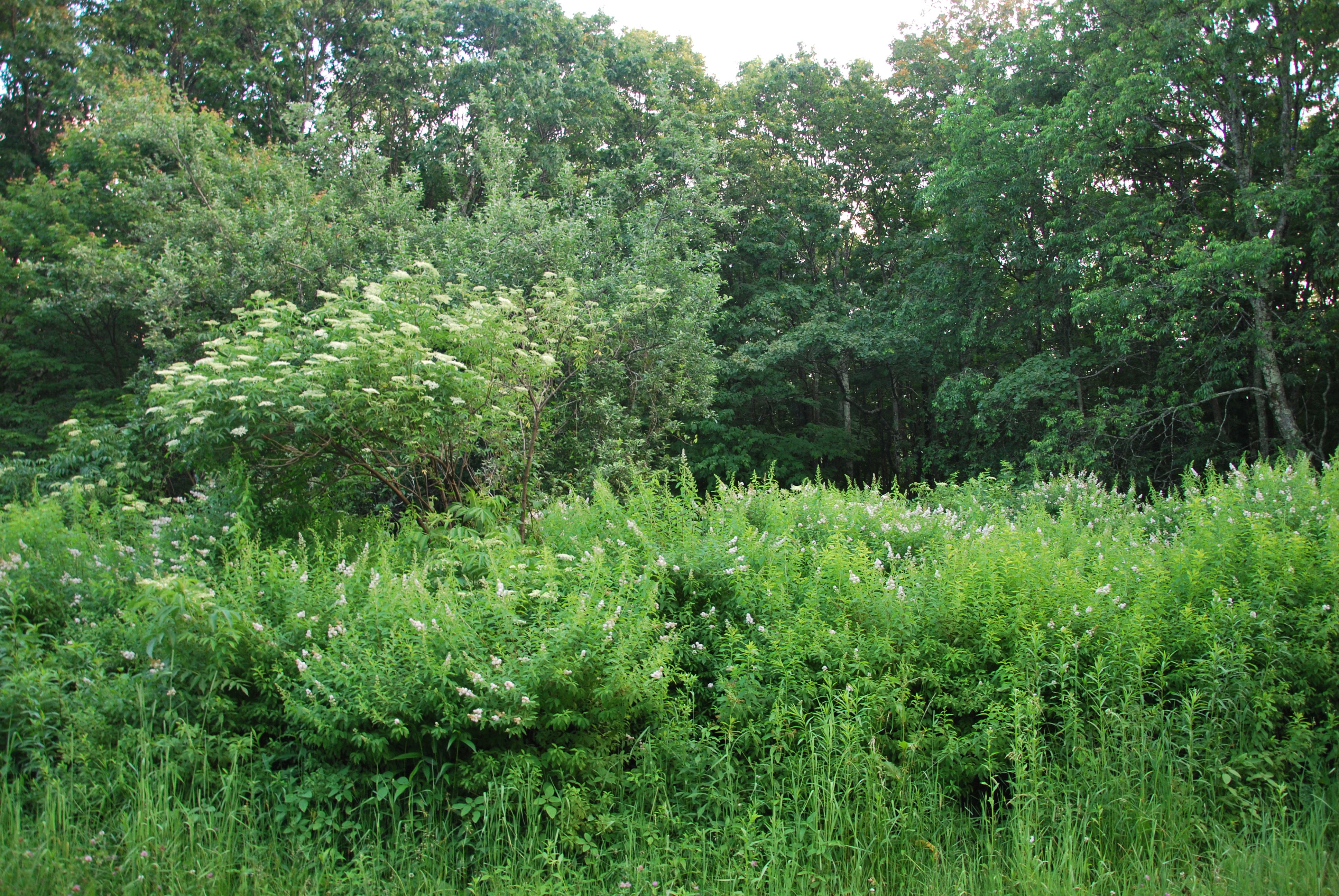 Tower site in June 2013