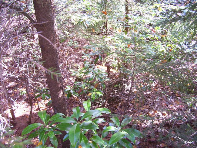 Footings in October 2008