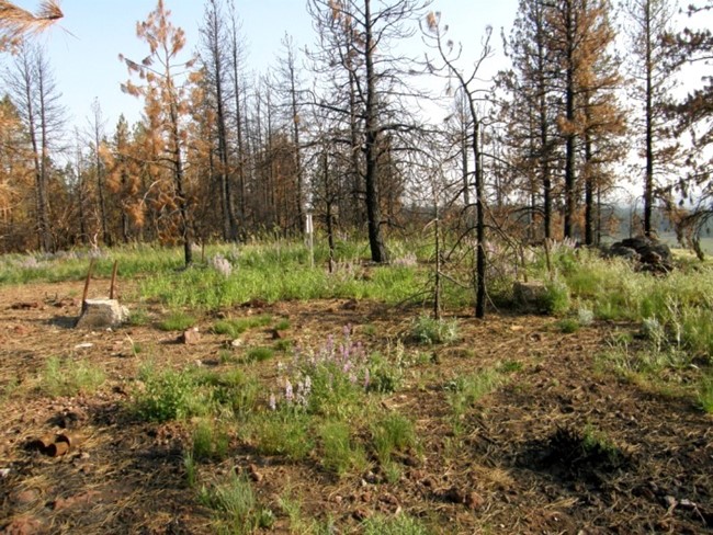 Emigrant Butte Lookout site 2008