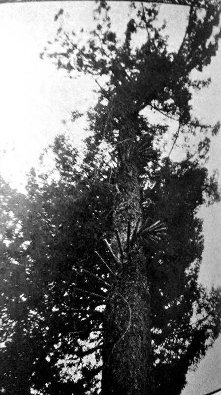 Highland Butte Lookout 1929