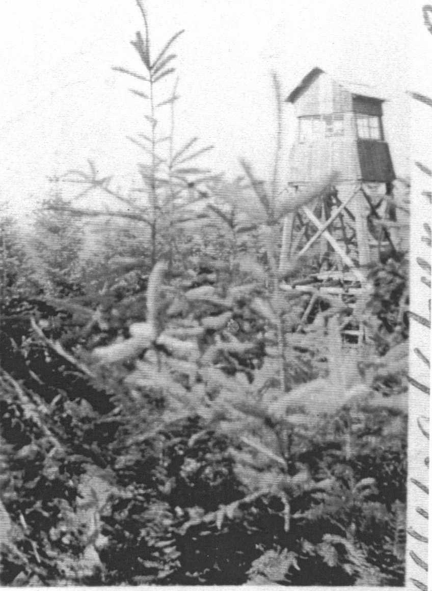 Hillockburn Lookout 1936 - 1960's