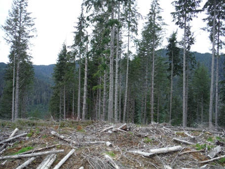 Chester Ridge Lookout Site