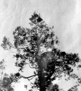 Iron Mountain Lookout - 60 foot tree platform - Constructed 1911
