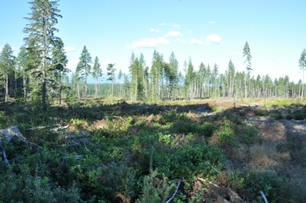 Tahuya Lookout site