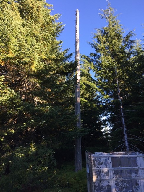 Ladd Lookout site - pole tower