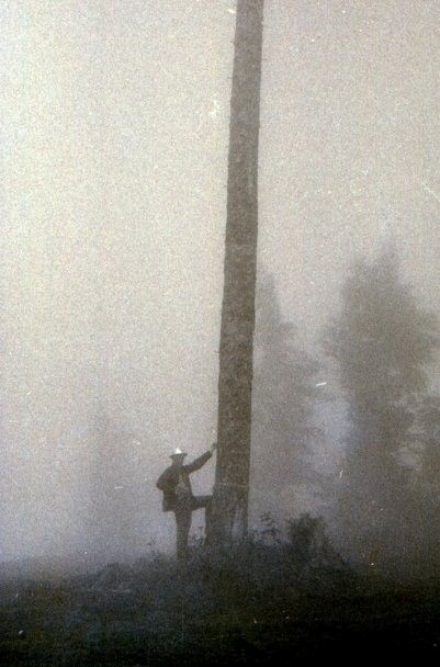 McDonald Mountain Lookout - spar tree