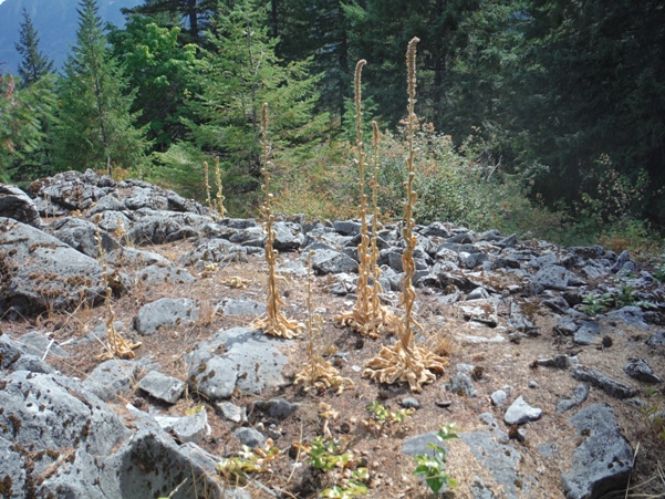 Soda Springs Lookout site