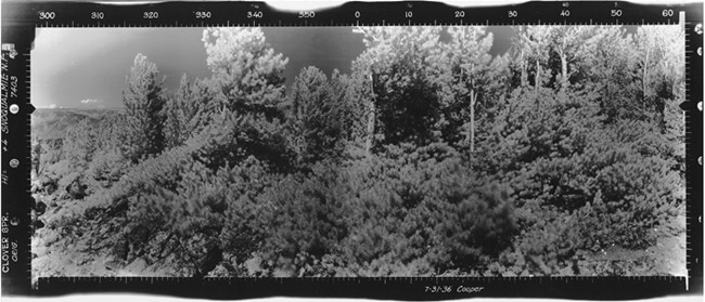 Clover Springs Lookout panoramic 7-31-1936 (N)