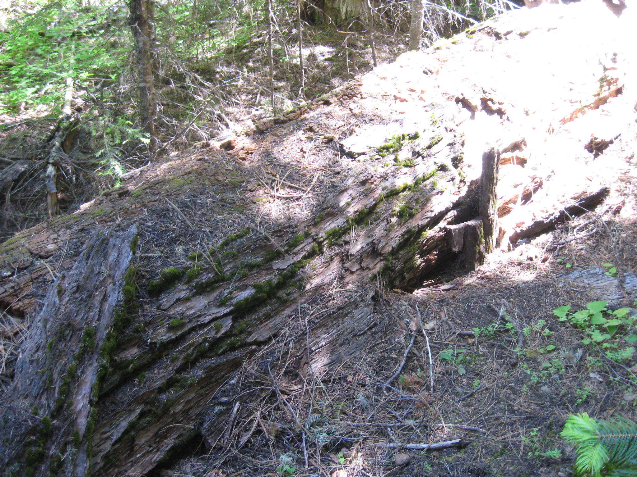 Boulder Point Lookout site 